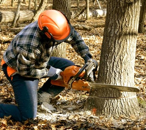Tree Removal in Ashmore, IL